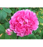 Russelliana (Old Spanish Rose, Scarlet Grevillea,..)