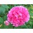 Russelliana (Old Spanish Rose, Scarlet Grevillea,..)