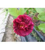 Sissinghurst Castle (Rose des Maures)
