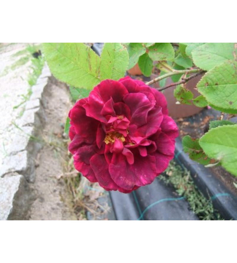 Sissinghurst Castle (Rose des Maures)