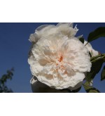 Sombreuil (Colonial White)