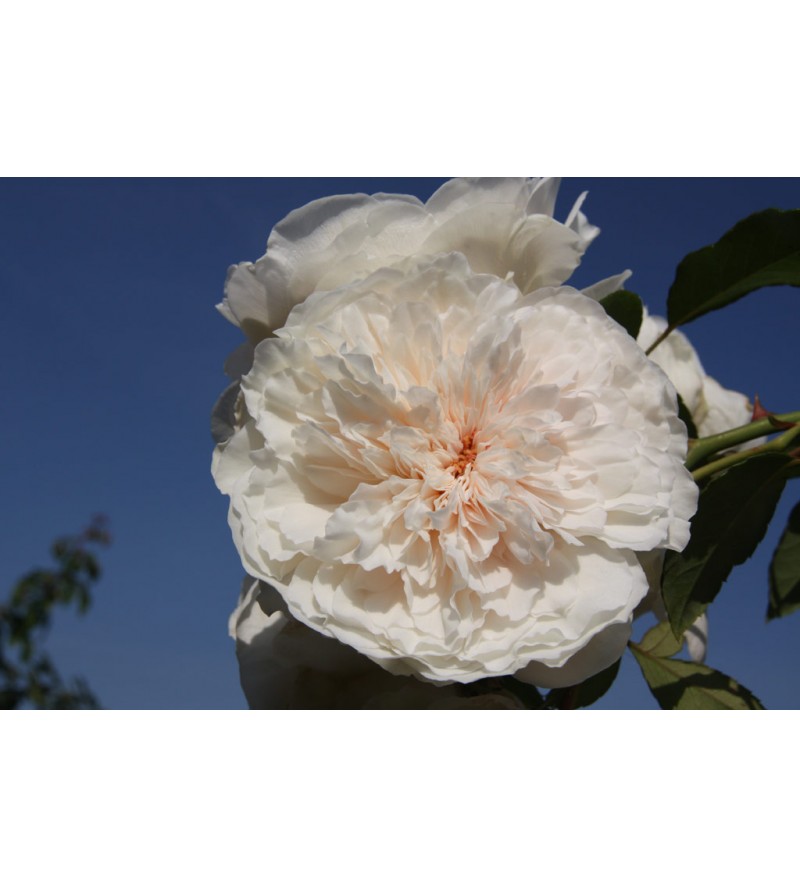 Sombreuil (Colonial White)