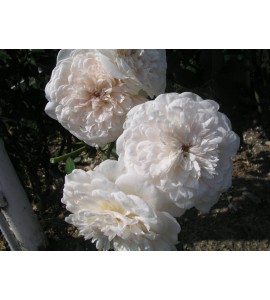 Sombreuil (Colonial White)