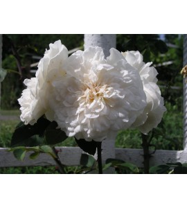 Sombreuil (Colonial White)