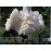 Sombreuil (Colonial White)