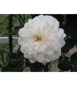 Sombreuil (Colonial White)