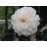 Sombreuil (Colonial White)