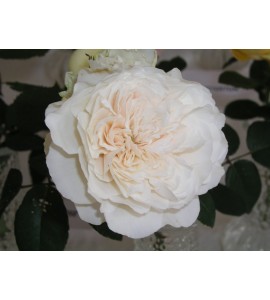 Sombreuil (Colonial White)