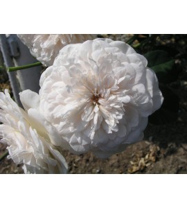 Sombreuil (Colonial White)