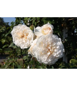 Sombreuil (Colonial White)