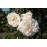 Sombreuil (Colonial White)