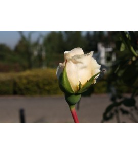 Sombreuil (Colonial White)