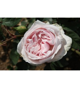 Souvenir de La Malmaison