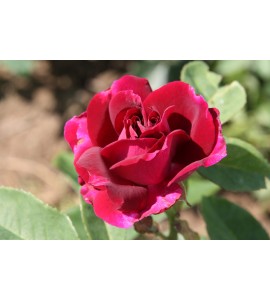 Souvenir du Dr.Jamain