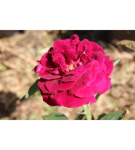Souvenir du Dr.Jamain