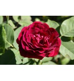 Souvenir du Dr.Jamain