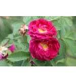 Tuscany (Old velvet Rose)