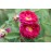 Tuscany (Old velvet Rose)