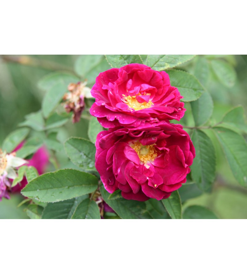 Tuscany (Old velvet Rose)