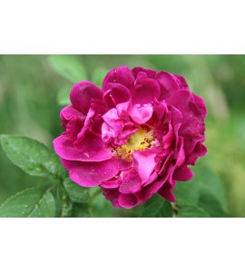 Tuscany (Old velvet Rose)