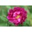 Tuscany (Old velvet Rose)