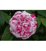 Variegata di Bologna