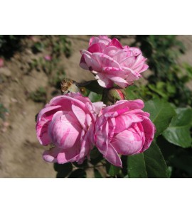 Variegata di Bologna
