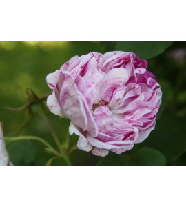 Variegata di Bologna