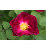 La Belle Sultane (Violacea)