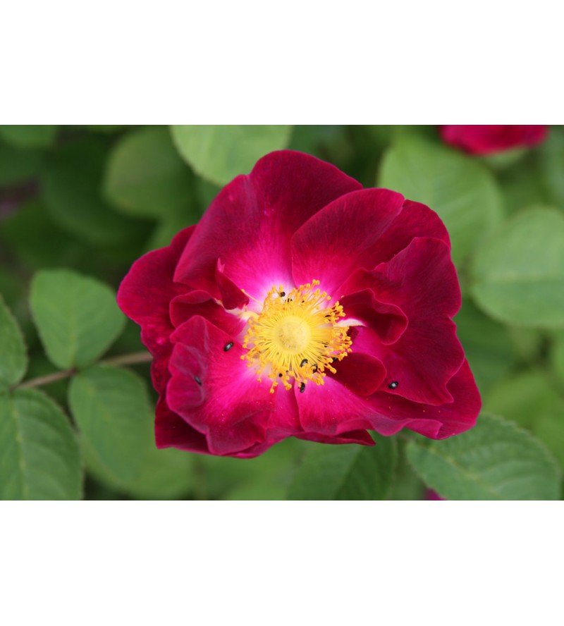 La Belle Sultane (Violacea)