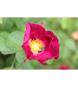 La Belle Sultane (Violacea)