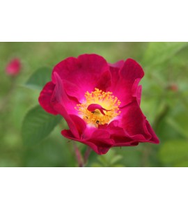 La Belle Sultane (Violacea)