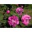 William Lobb (Old Velvet Moss)