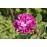 William Lobb (Old Velvet Moss)
