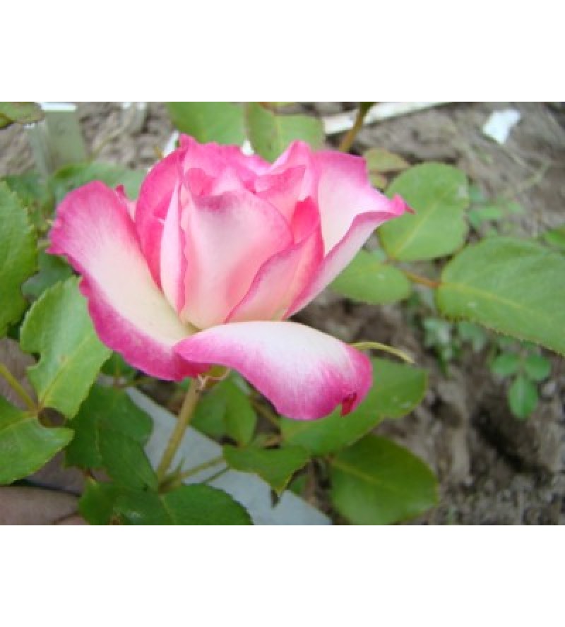 Rosa Raplh S. Moore