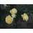 Sommerliebe