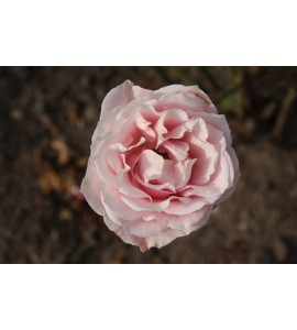 Odette
