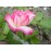 Rosa Ralph S. Moore