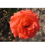 Roxana