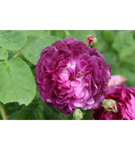 Ombrée Parfaite