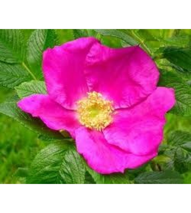 Scabrosa