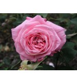 Blossomtime