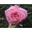 Blossomtime