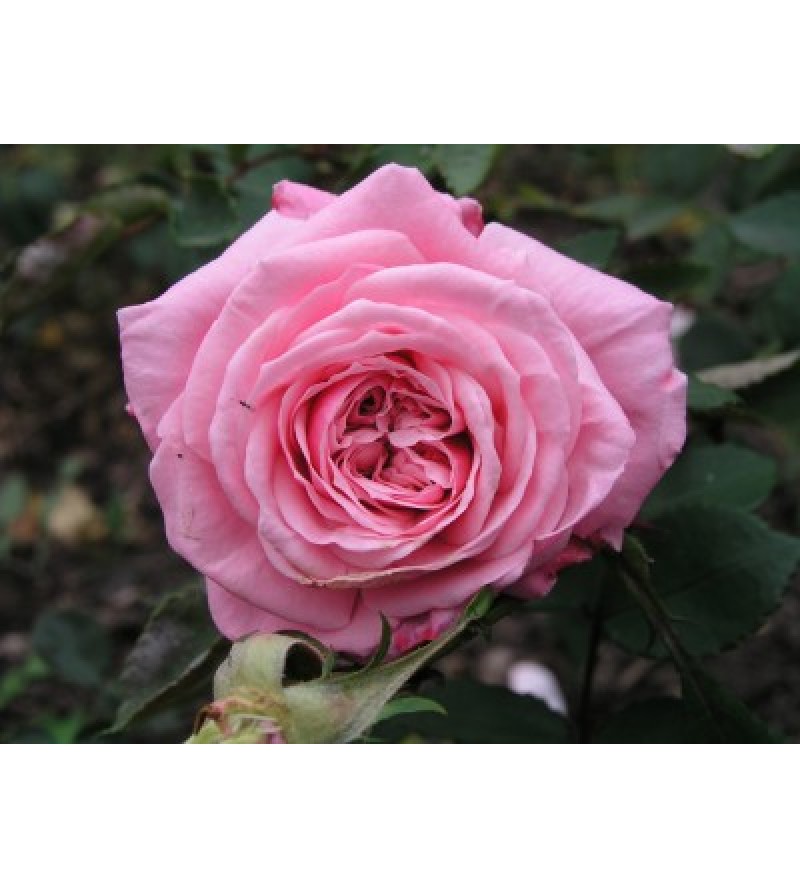 Blossomtime