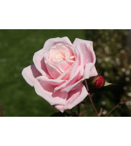 Blossomtime