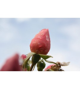 Blossomtime