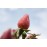 Blossomtime