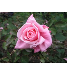 Blossomtime