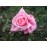 Blossomtime