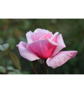 Blossomtime